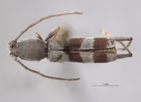 Demonax substitutus image