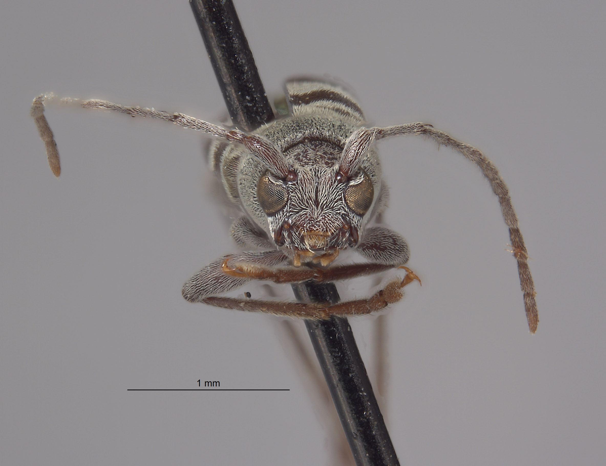 Demonax substitutus image