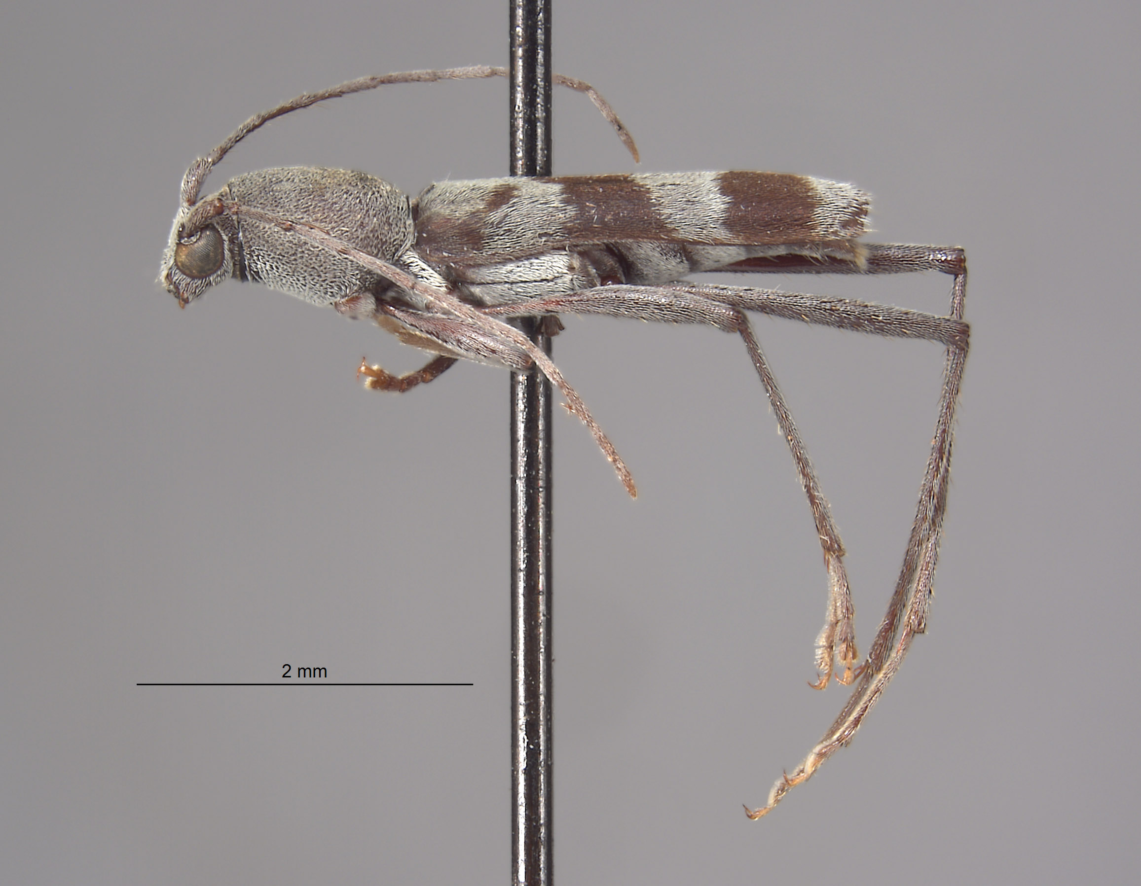 Demonax substitutus image