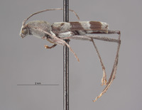 Demonax substitutus image