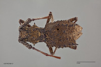 Echinovelleda antiquua image