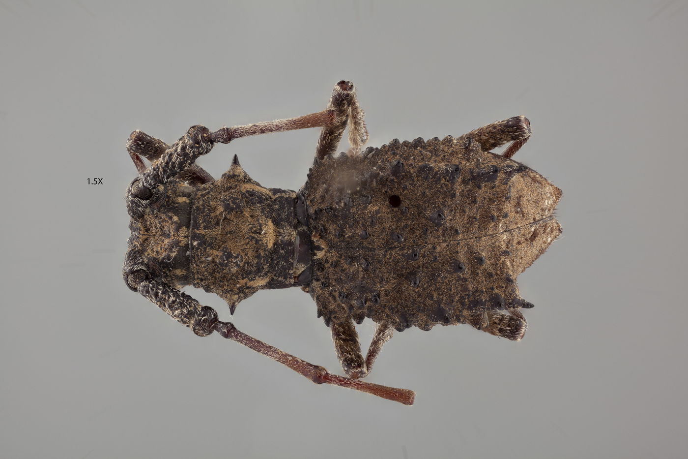 Echinovelleda antiquua image