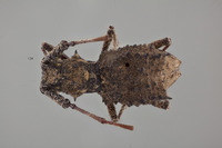 Echinovelleda antiquua image