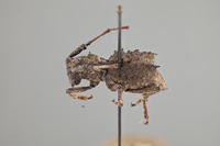 Echinovelleda antiquua image