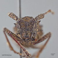 Echinovelleda antiquua image