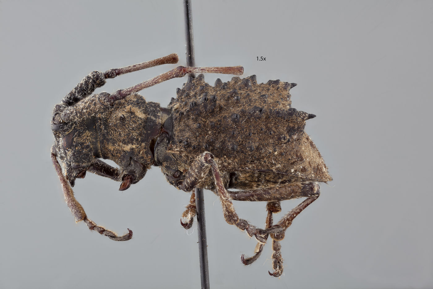 Echinovelleda antiquua image