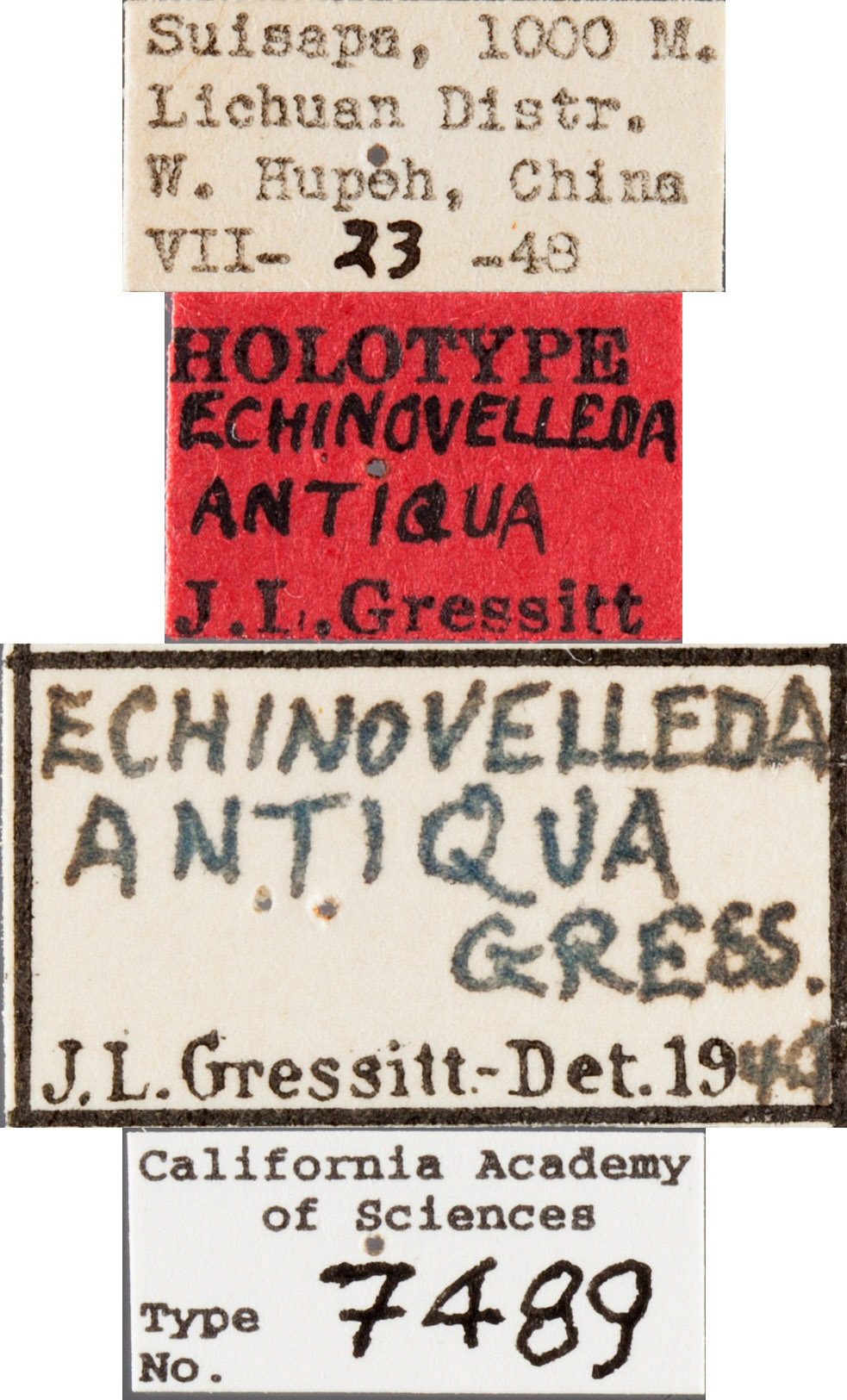 Echinovelleda antiquua image