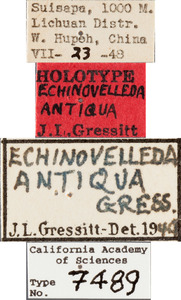 Echinovelleda antiquua image