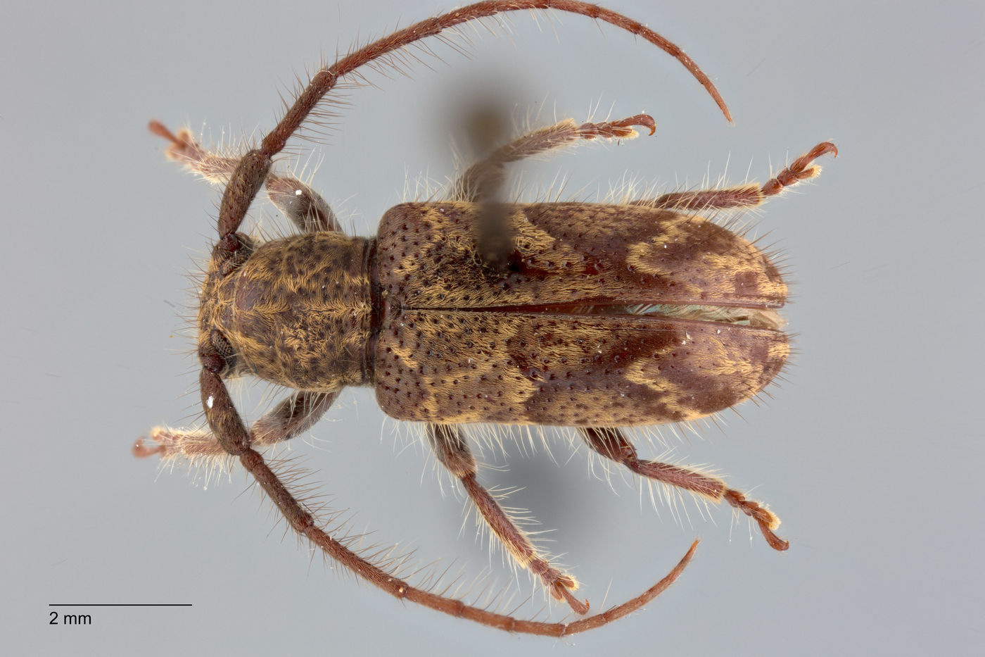 Enispia tholana image