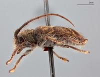 Enispia tholana image