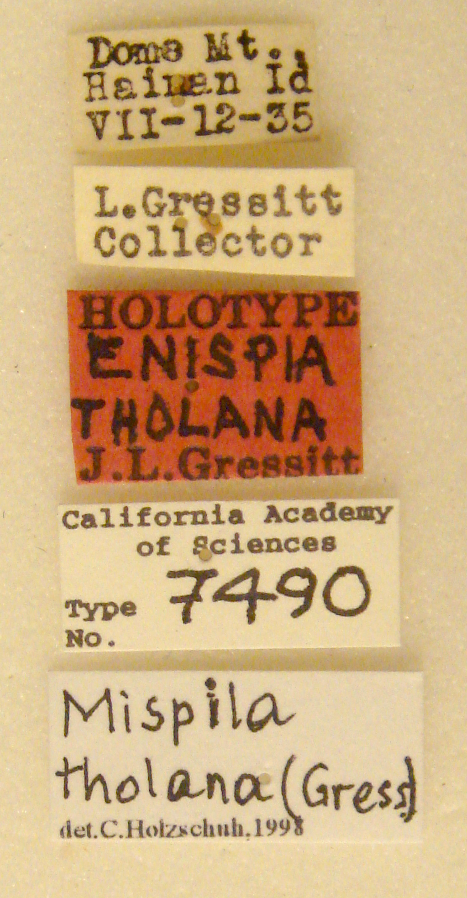 Enispia tholana image