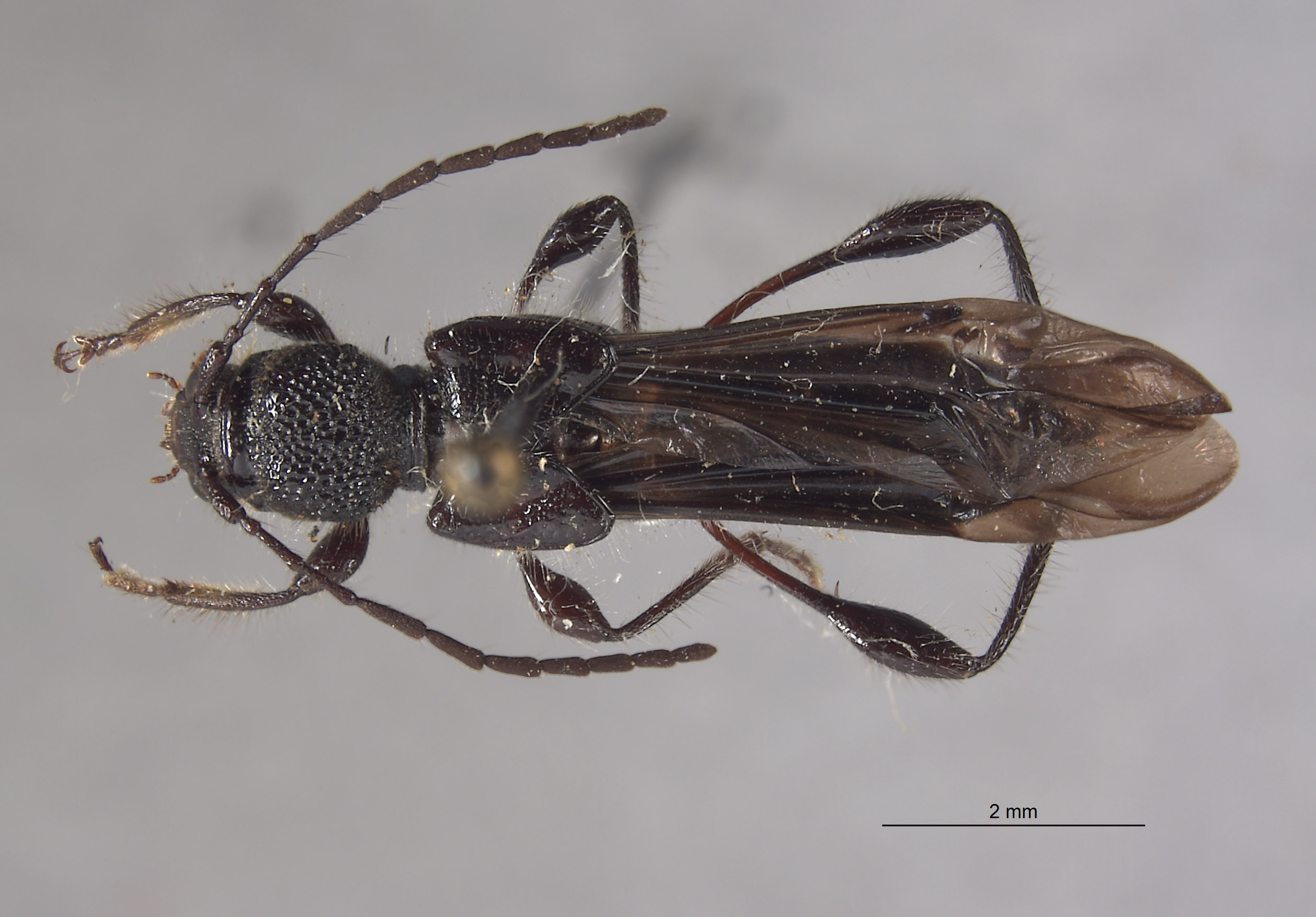 Epania subglabra image