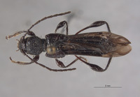 Epania subglabra image