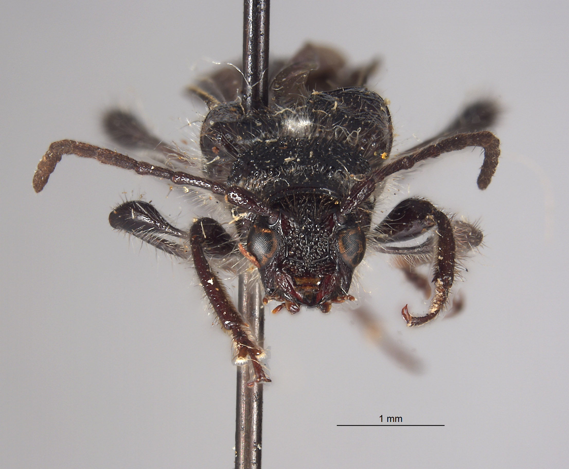 Epania subglabra image