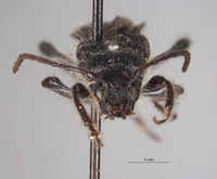 Image of Epania subglabra