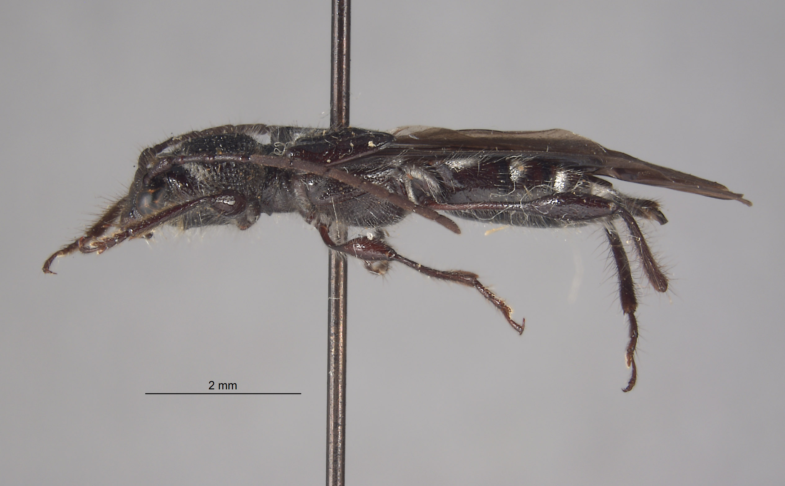 Epania subglabra image