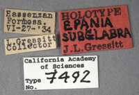 Epania subglabra image