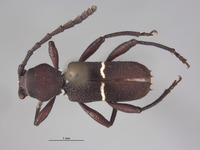 Epipedocera hoffmanni image