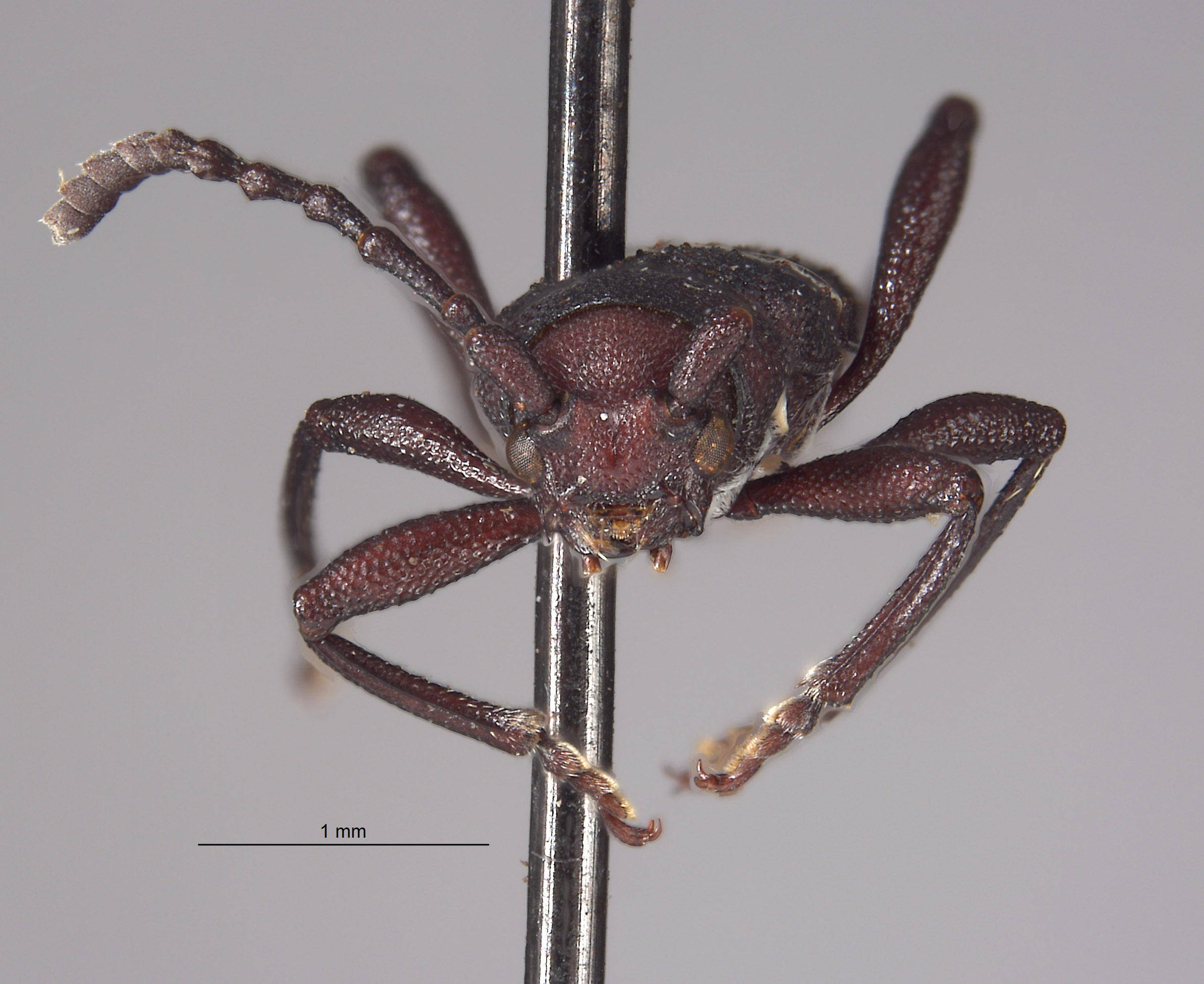 Epipedocera hoffmanni image
