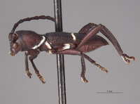 Epipedocera hoffmanni image