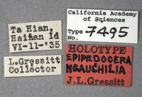 Image of Epipedocera hoffmanni