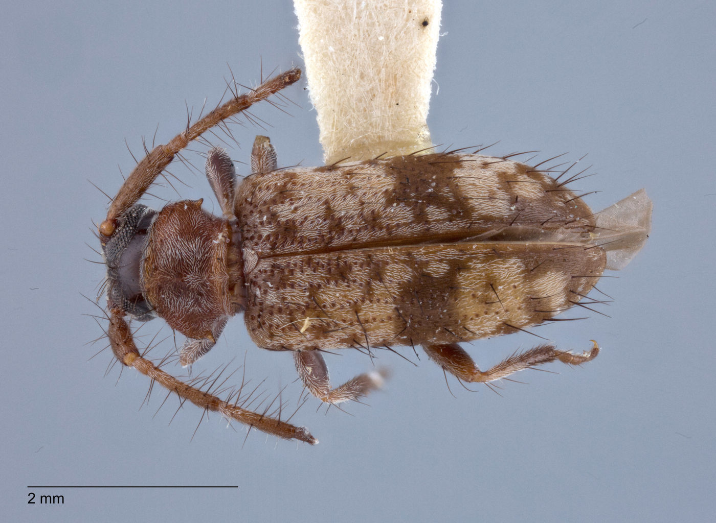 Exocentrus constricticollis image