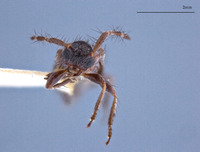 Exocentrus constricticollis image