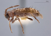 Exocentrus constricticollis image