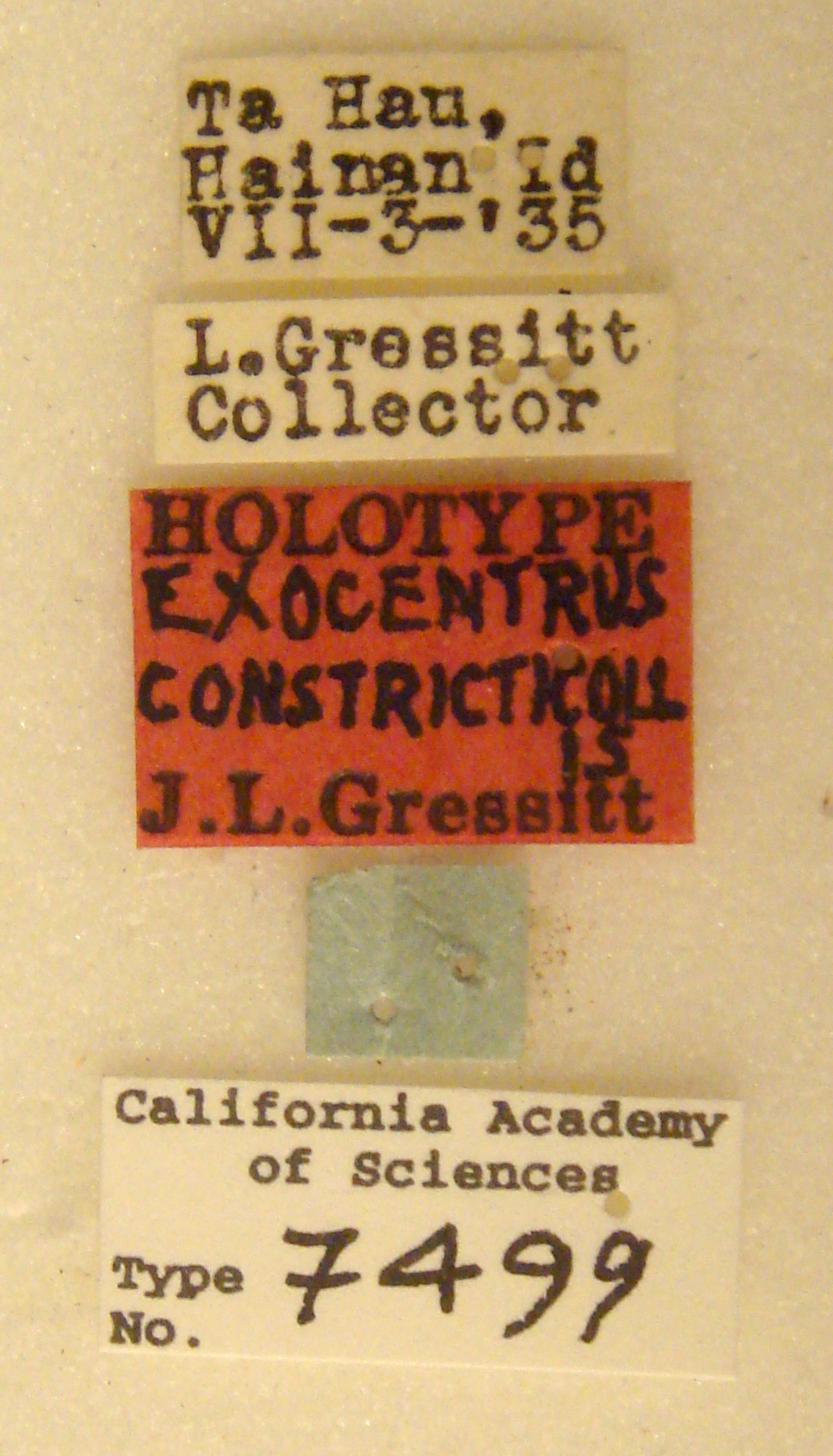 Exocentrus constricticollis image