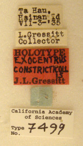 Exocentrus constricticollis image