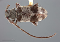 Exocentrus dalbergianus image
