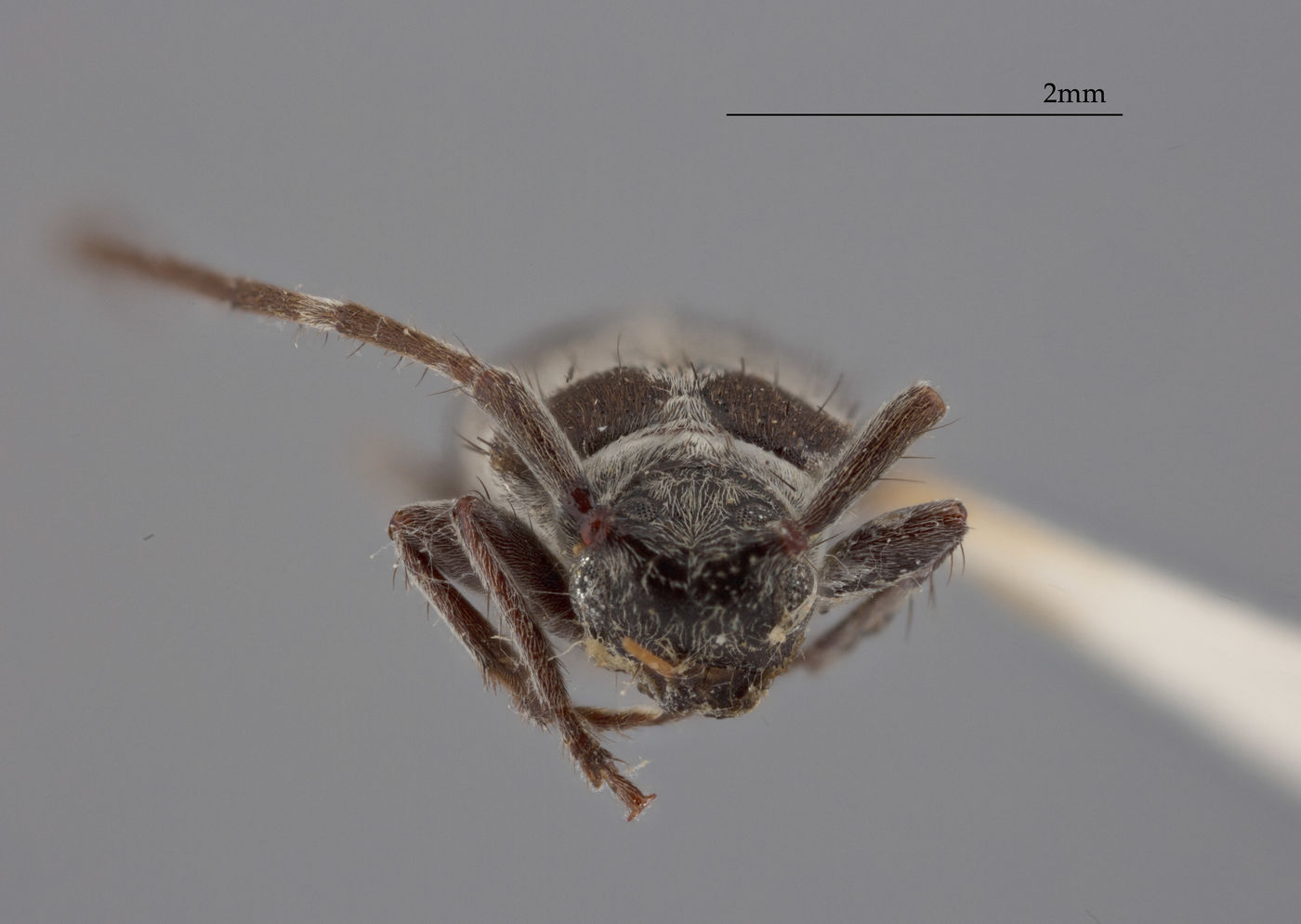 Exocentrus dalbergianus image