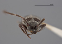 Image of Exocentrus dalbergianus