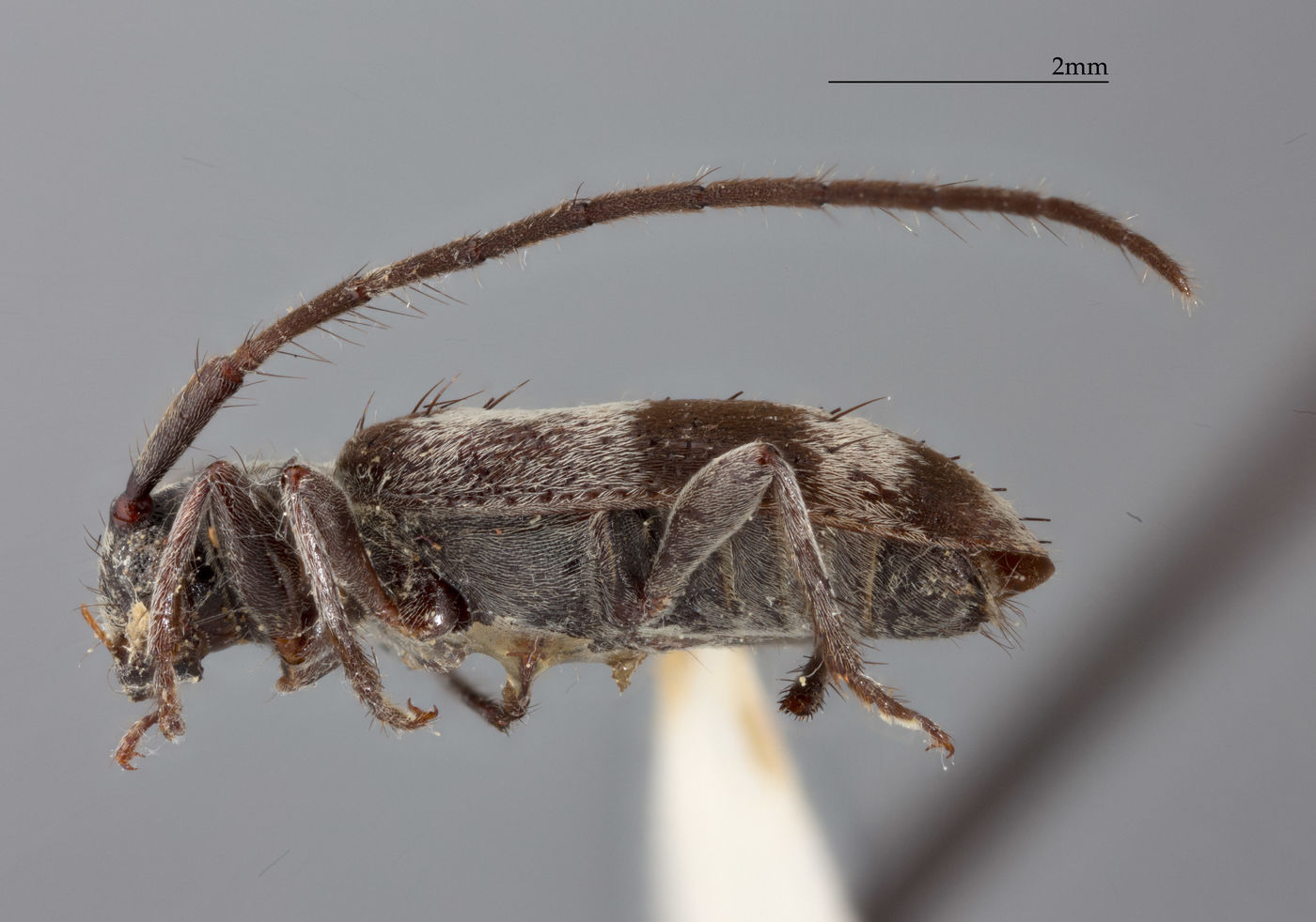 Exocentrus dalbergianus image