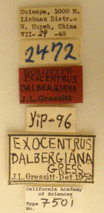 Exocentrus dalbergianus image