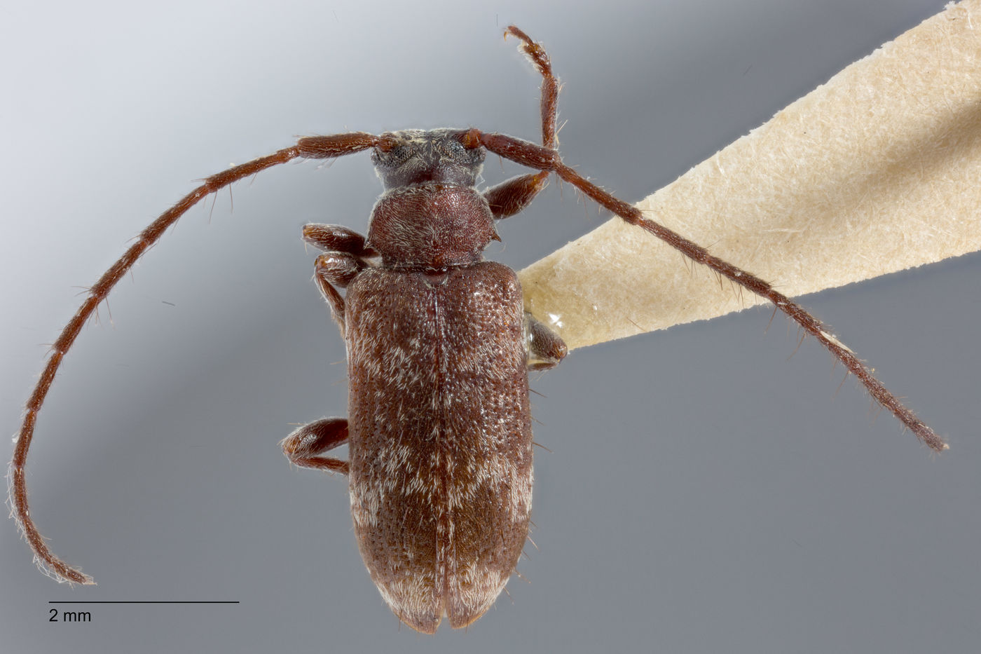 Exocentrus hupehensis image