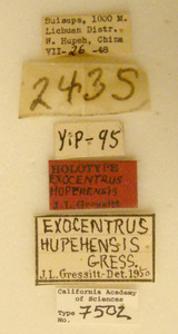 Exocentrus hupehensis image