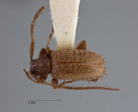 Exocentrus immaculatus image
