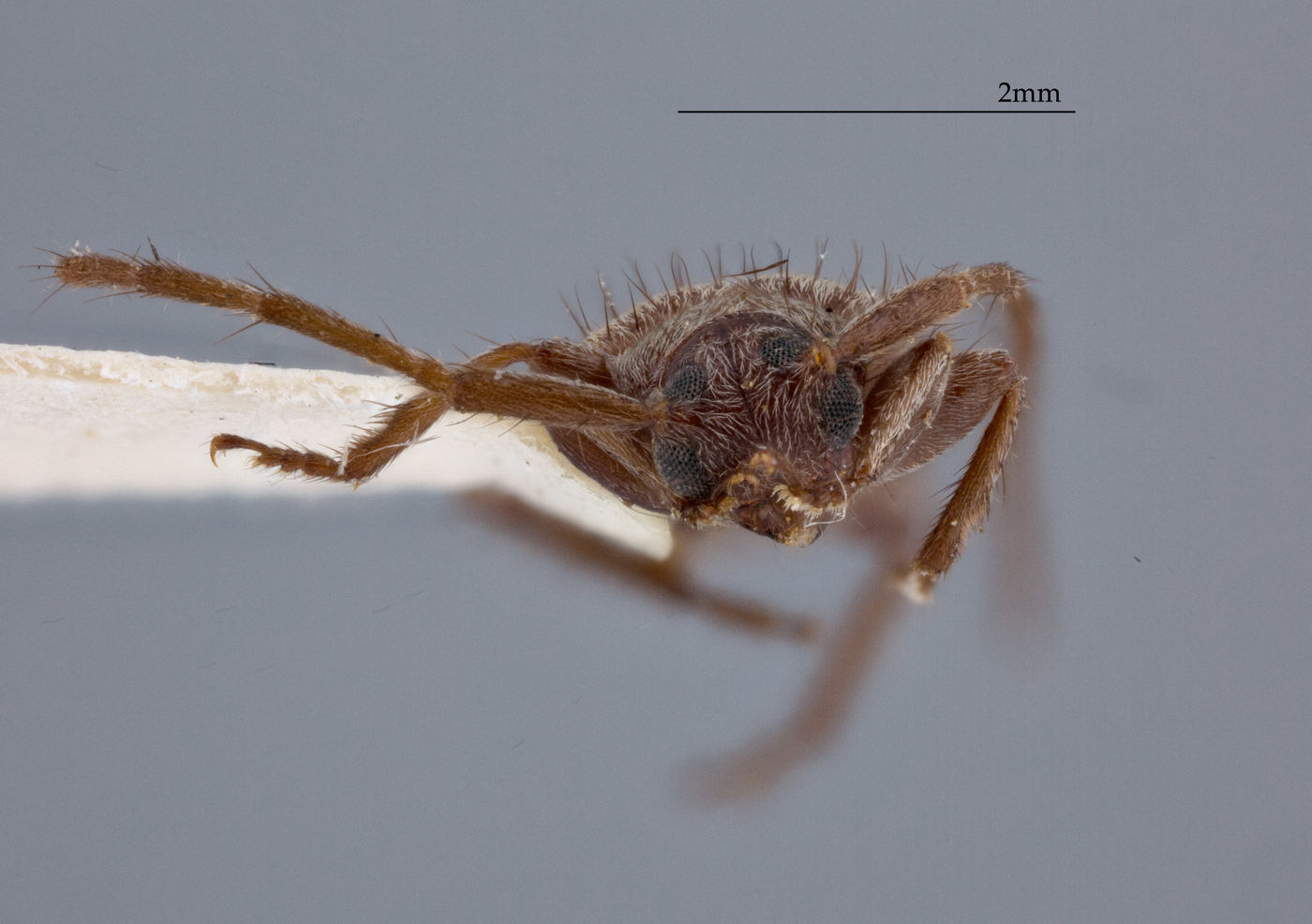 Exocentrus immaculatus image