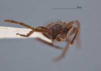 Exocentrus immaculatus image