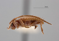 Exocentrus immaculatus image