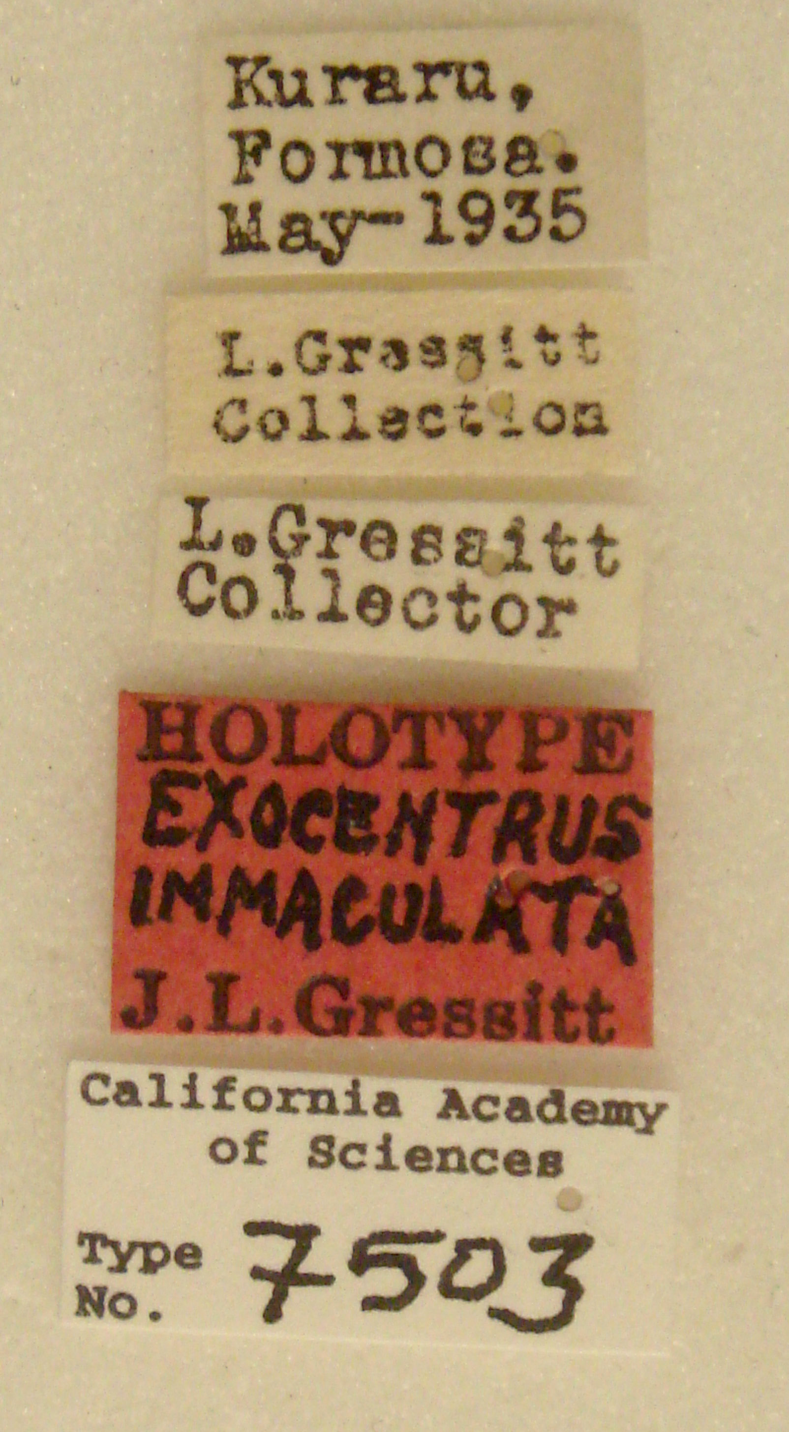 Exocentrus immaculatus image