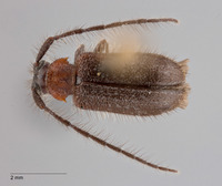 Exocentrus rufithorax image