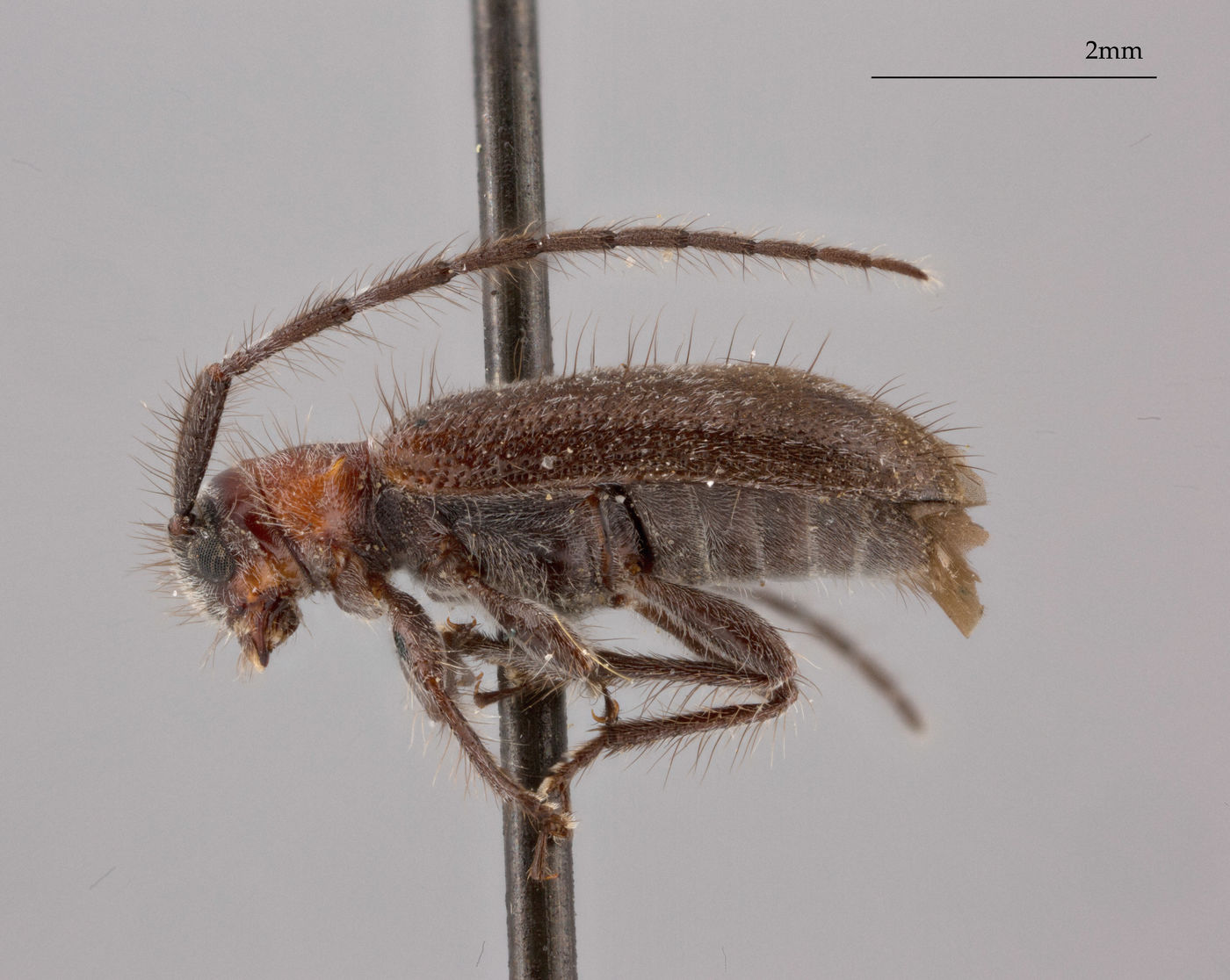 Exocentrus rufithorax image