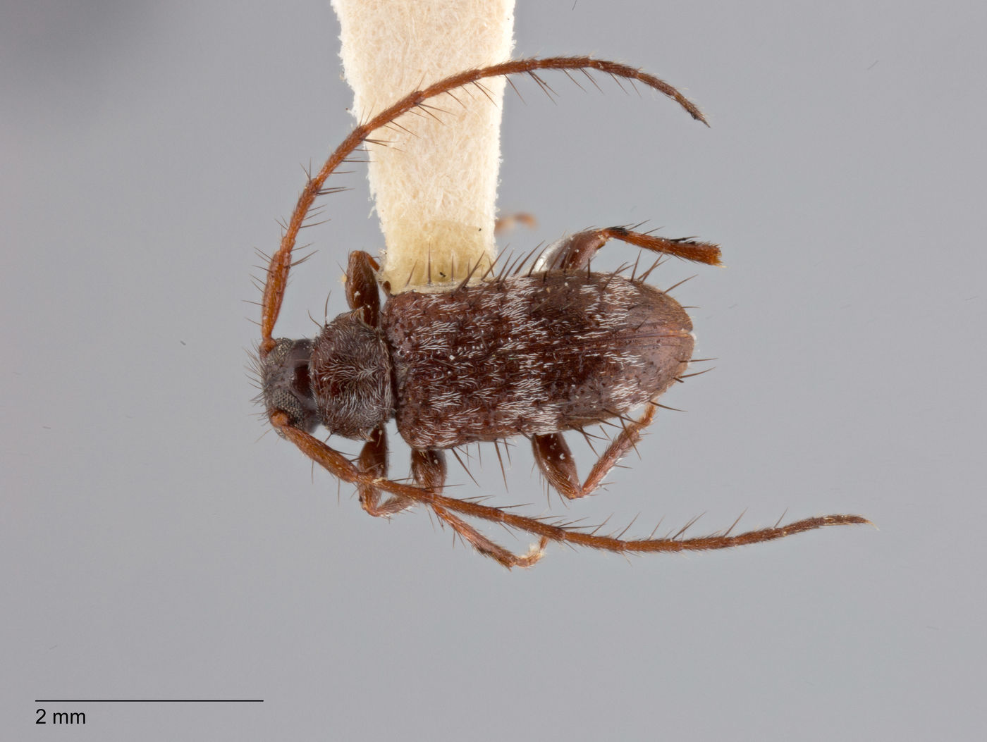 Exocentrus trifasciellus image