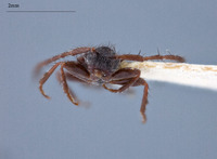 Exocentrus trifasciellus image