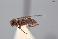Exocentrus trifasciellus image