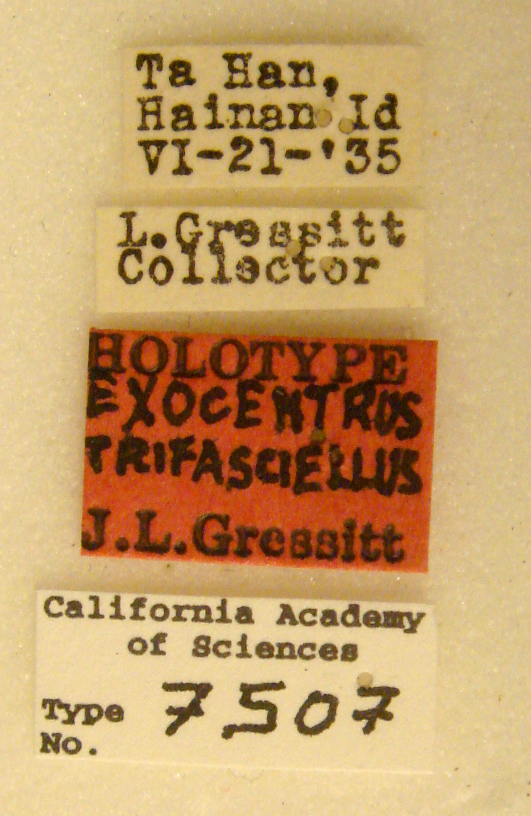 Exocentrus trifasciellus image