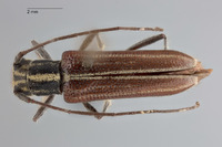 Image of Glenea abbreviata