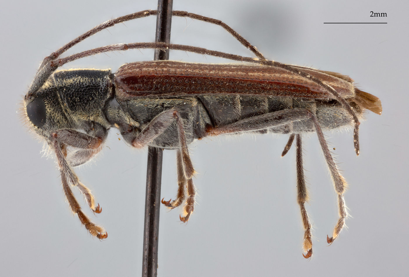 Glenea abbreviata image